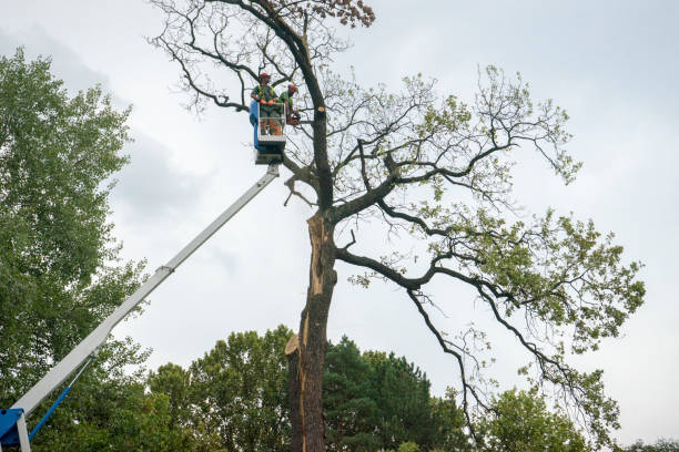 Trusted Burley, ID Tree Services Experts