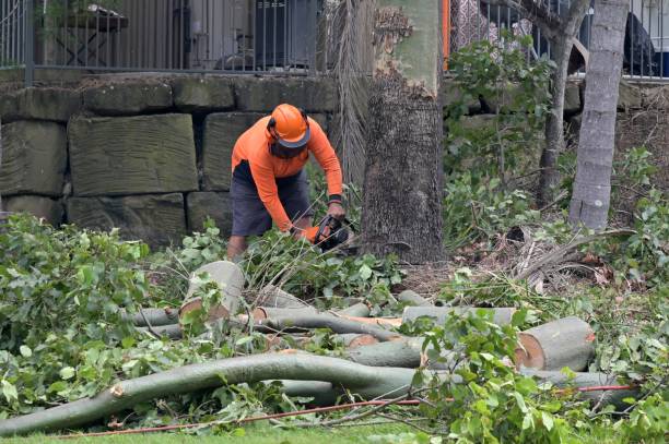 How Our Tree Care Process Works  in Burley, ID